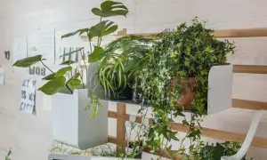 Zielony bluszcz w domu tworzy przytulną atmosferę na półce z roślinami.