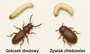 Dwa małe robaczki: gniczek zbożowy i żywiak chlebowiec, obok swoich larw.