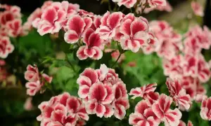 Kwitnące pelargonie angielskie w odcieniach różu i bieli tworzą bujne kępy.