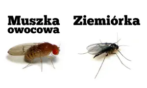 Muszka owocowa i ziemiórka, dwa gatunki owadów, które mogą pojawić się w doniczce.