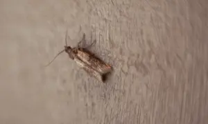 Mały ciemny owad, przypominający larwy moli, siedzi na jasnym, drewnianym suficie.