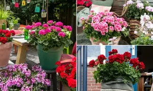 Pelargonia Calliope w donicach na tarasie. Różowe i czerwone kwiaty tworzą barwną kompozycję, idealną na letnie dni.