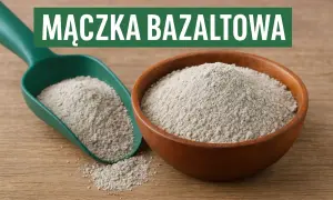 Mączka bazaltowa w misce i na łopatce. Czy mączka bazaltowa jest szkodliwa? Dowiedz się więcej o jej zastosowaniu w ogrodnictwie.