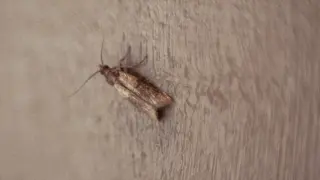 Mały ciemny owad, przypominający larwy moli, siedzi na jasnym, drewnianym suficie.