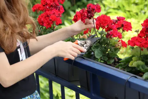 Dziewczyna przycina czerwone pelargonie, pokazując jak przycinać geranium.