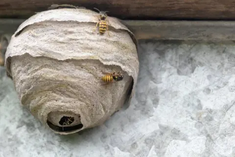 Osy krążą wokół swojego gniazda, przygotowując się do wylotu. Widać ich charakterystyczne pasy.