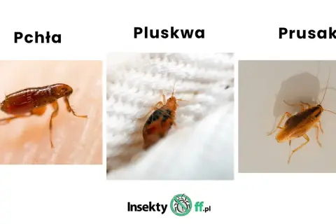 Trzy owady: pchła na skórze, pluskwa na białej tkaninie i prusak.