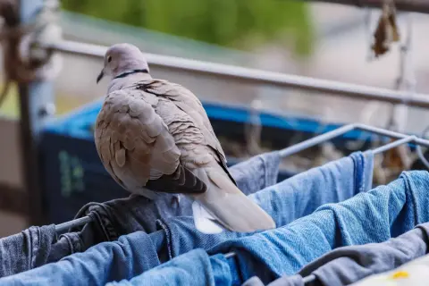 Gołąb siedzi na suszarce z praniem. Może to zapach świeżo wypranych ubrań jest tym, jakiego zapachu nie lubią gołębie?