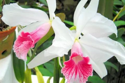 Dwie białe orchidee z różowymi, falbankowymi wargami. Zachwycające odmiany kwiatów.