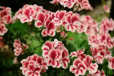 Kwitnące pelargonie angielskie w odcieniach różu i bieli tworzą bujne kępy.