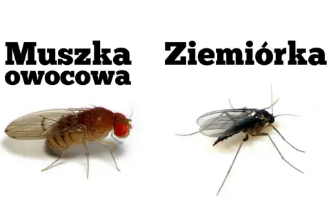Muszka owocowa i ziemiórka, dwa gatunki owadów, które mogą pojawić się w doniczce.