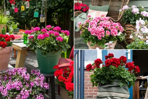 Pelargonia Calliope w donicach na tarasie. Różowe i czerwone kwiaty tworzą barwną kompozycję, idealną na letnie dni.