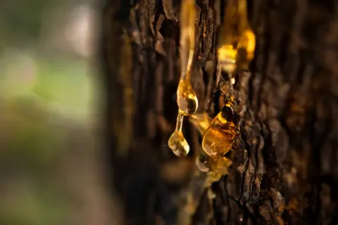 Krople bursztynowej terpentyny balsamicznej spływają po korze drzewa, tworząc błyszczące, złote łzy natury.