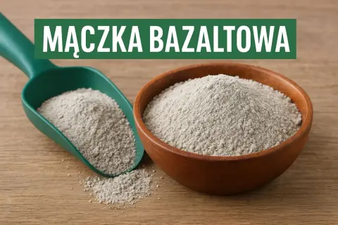 Mączka bazaltowa w misce i na łopatce. Czy mączka bazaltowa jest szkodliwa? Dowiedz się więcej o jej zastosowaniu w ogrodnictwie.