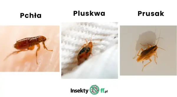 Trzy owady: pchła na skórze, pluskwa na białej tkaninie i prusak.