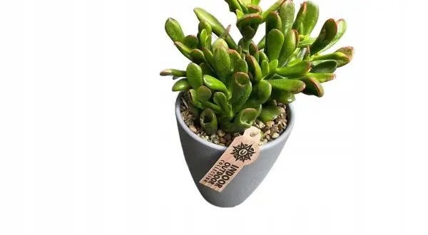 Zielona roślina w szarym doniczce, której liście przypominają uszy Shreka. Kwiat z etykietą "Indoor Outdoor Collection".