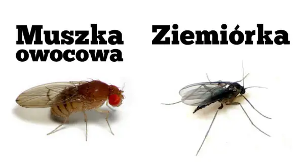 Muszka owocowa i ziemiórka, dwa gatunki owadów, które mogą pojawić się w doniczce.