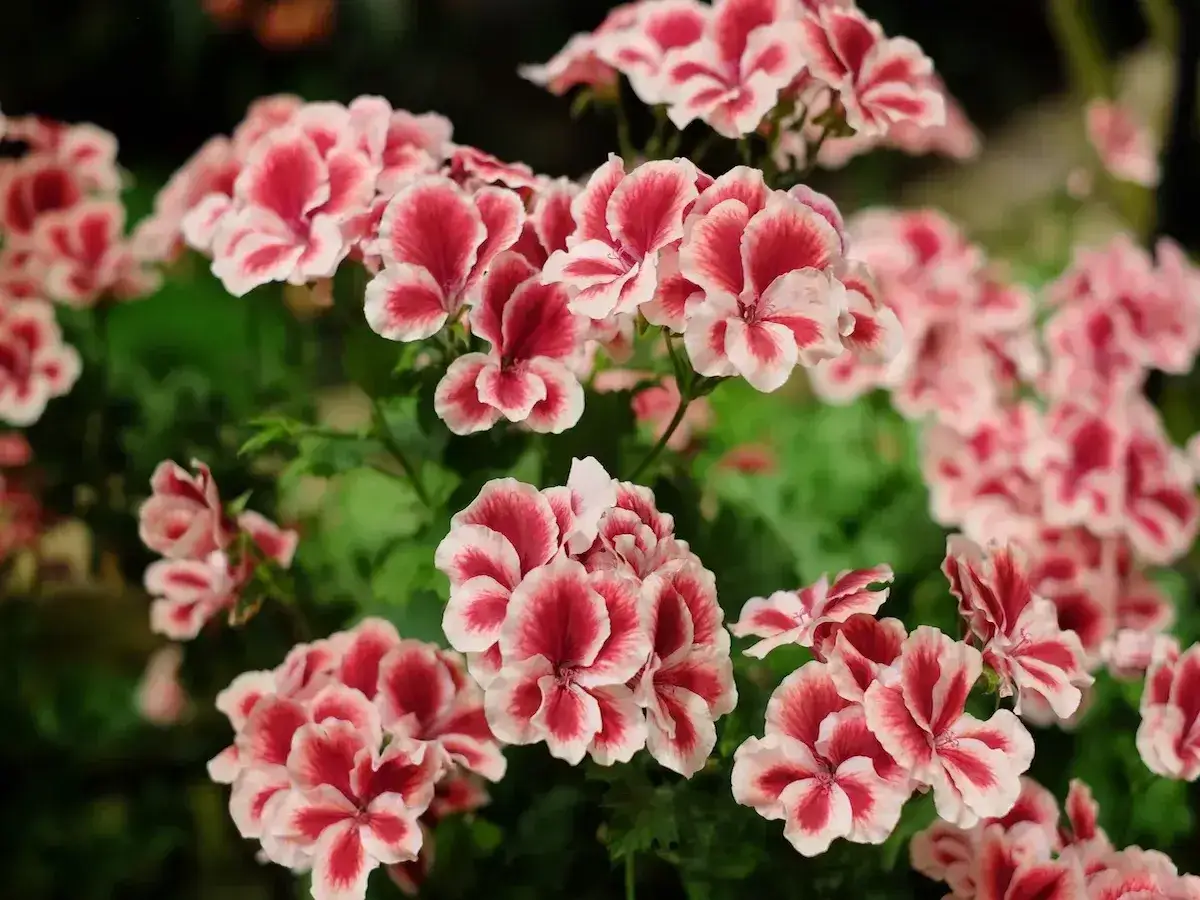 Kwitnące pelargonie angielskie o dwukolorowych, różowo-białych płatkach tworzą bujne kępy na tle zielonych liści.