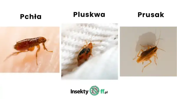 Trzy owady: pchła na skórze, pluskwa na białej tkaninie i prusak.