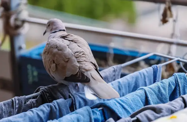 Gołąb siedzi na suszarce z praniem. Może to zapach świeżo wypranych ubrań jest tym, jakiego zapachu nie lubią gołębie?