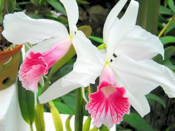 Dwie białe orchidee z różowymi, falbankowymi wargami. Zachwycające odmiany kwiatów.