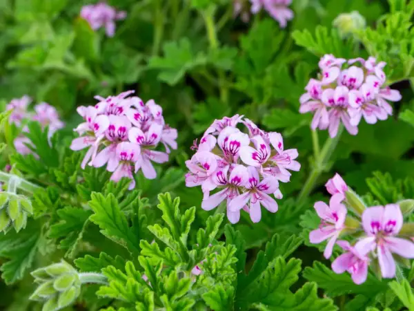 Kwiaty komarzycy z pelargoniami w kolorze jasnoróżowym z ciemniejszymi plamkami, otoczone zielonymi, ząbkowanymi liśćmi.