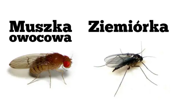 Muszka owocowa i ziemiórka, dwa gatunki owadów, które mogą pojawić się w doniczce.