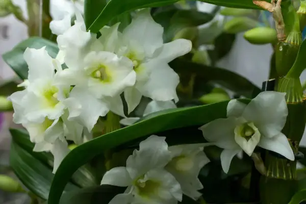 Kwitnący kwiat dendrobium nobile, z białymi płatkami i zielonymi liśćmi, tworzy bukiet elegancji.