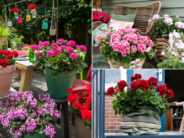 Pelargonia Calliope w donicach na tarasie. Różowe i czerwone kwiaty tworzą barwną kompozycję, idealną na letnie dni.