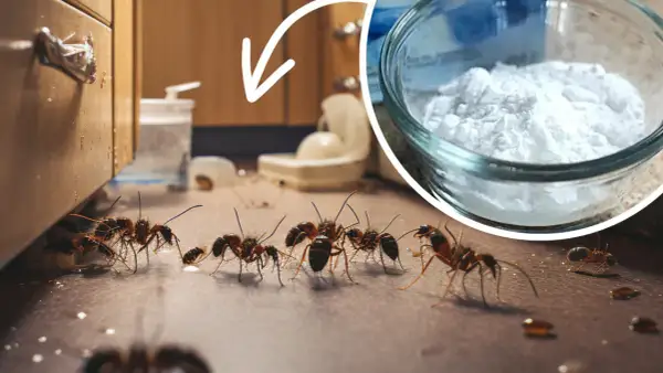 Mrówki zbliżają się do białego proszku w szklanej miseczce. Czy to soda na mrówki?