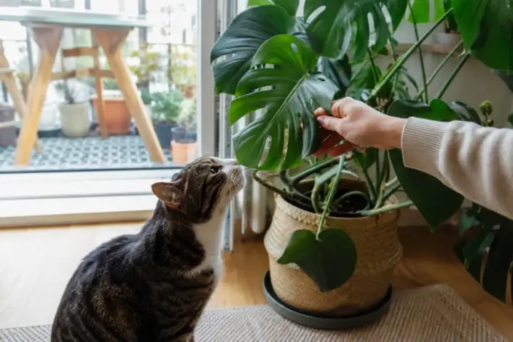 Czy monstera jest trująca dla kota? Objawy i bezpieczne ustawienie